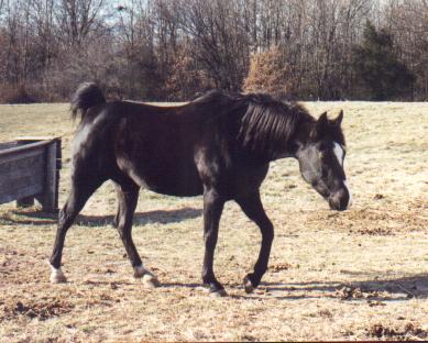 Photo of Sahanadah running