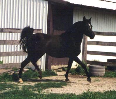 Rose at 4 yrs in trot.