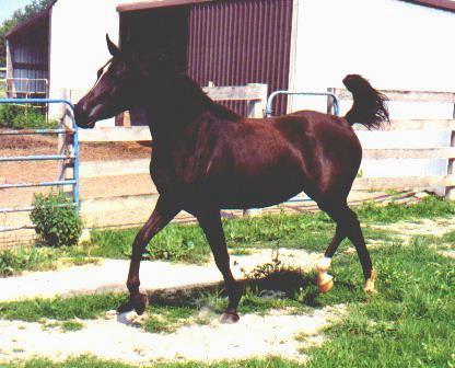 Rose  at a trot, 4 yr. old.