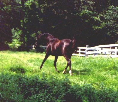 Rose at four years. Running.