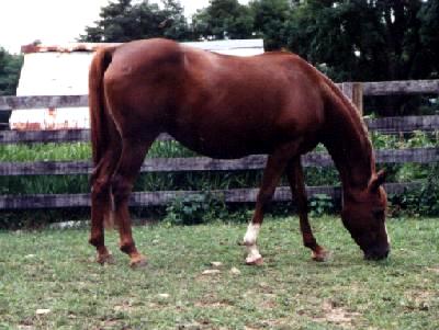 Sahanade grazing 1995.