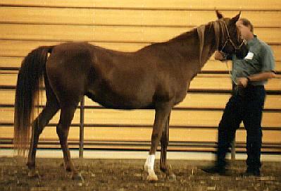 Sahanade at the Preservation Symposium 1996.