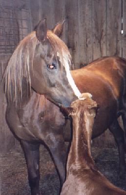 Sahanade and her 95 foal Hadiyit Assahra.