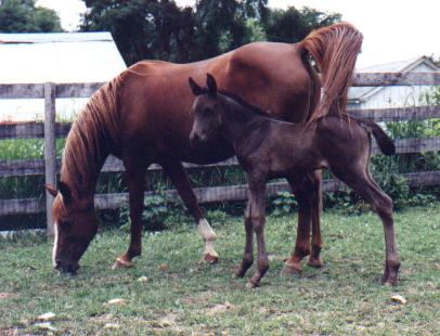 Sahanade with her 92 foal Malisah.