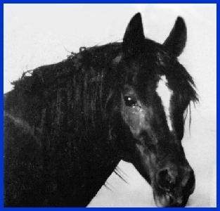 Photo of the 1959 Black Davenport/Hamidie mare Sahanad, tail femail *Wadduda.