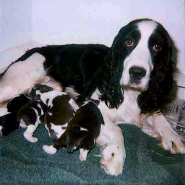 Roxie & pups