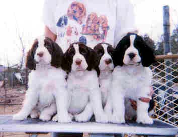 Pups January 2000