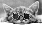 koolcat.gif (6003 bytes)