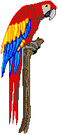 Macaw