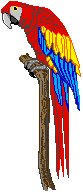 Macaw