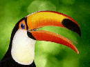 Tucano