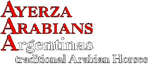 Ayerza Arabians - Argentinas traditional Arabian Horses