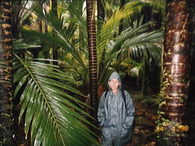 Nikau Palms