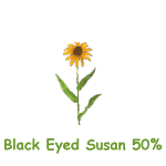 Black Eyed Susan