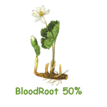 Blood Root