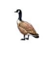 Canadian Goose