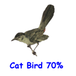 Cat Bird