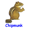 Chipmunk