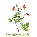 Columbine