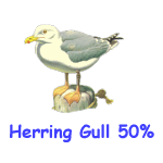 Gull