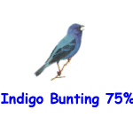 Indigo Bunting