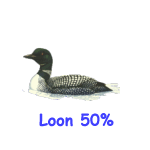 Loon