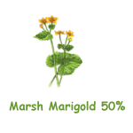 Marsh Marigold