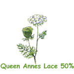 Queen Annes 
Lace