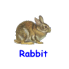 Rabbit