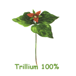 Trillium