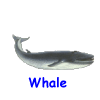 Whale