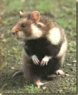 A Common Hamster