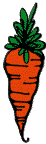 carrot