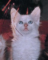 chaton angora turc blanc aux yeux bleus