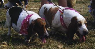 some basset friends