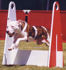 flyball2.gif (37147 bytes)