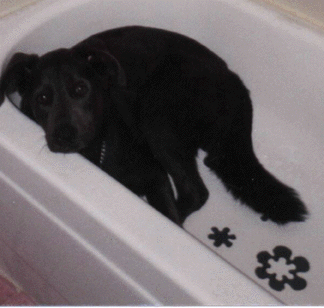 mookiebath.gif (56517 bytes)