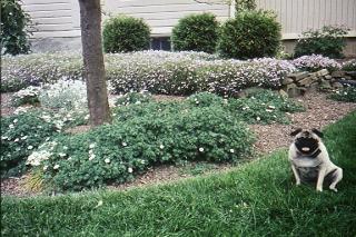 Roxy in the garden