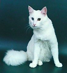 Turkish Angora from Russia