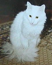 Turkish Angora from Russia