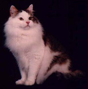 Siberian cat