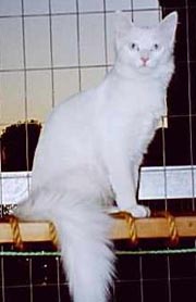 Original Turkish Angora from Istambul Zoo