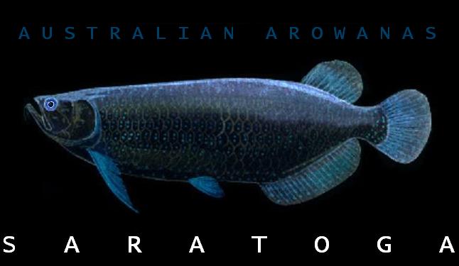 Australian Arowanas