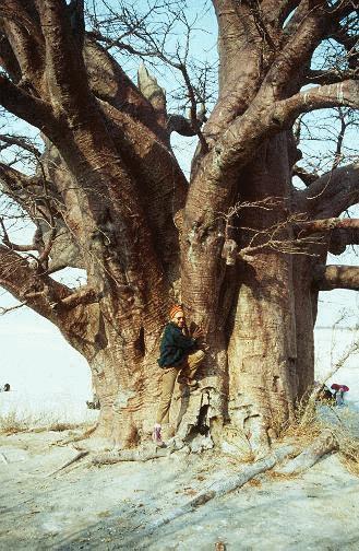 Botswana: baobab near the Kalahari desert (Baines baobab, Nxai Pans)