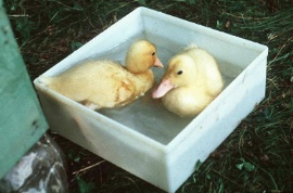 Click here to read our experience with ducks as pets!