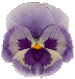 Pansy7.gif (5065 bytes)