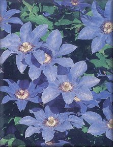 Clematis