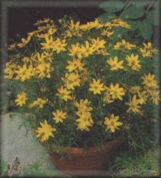 Coreopsis