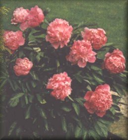 Peonies