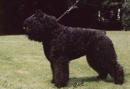 The Bouvier des Flandres is native to both the Belgian and the French Flanders. The Bouvier des Flandres was originally used for droving, hauling and churning. The Bouvier des Flandres is a working dog and is built for work. Here in Belgium a working dog cannot win his championship until he has also proven his ability in the working field. As a working dog the bouvier combines brawn with brains to make it highly effective in a range of occupations. As an added advantage the bouvier can put all work aside and become a most docile and playful dog as well.